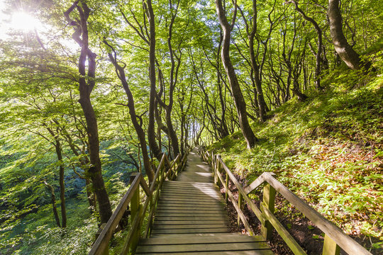Denmark, Mon Island, Mons Klint, Wooden path in forest