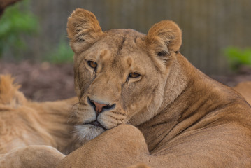 Female lion