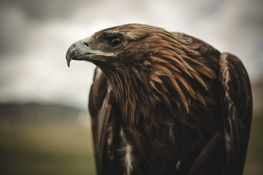 Eagle's Eye