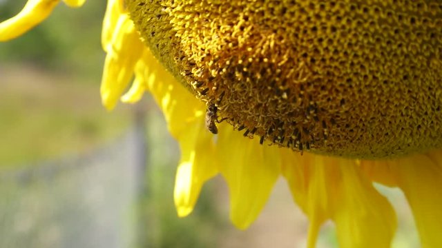 Пчела собирает пыльцу на подсолнухе.