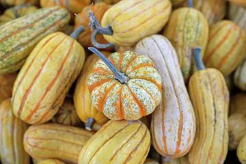 carnival squash pumpkin