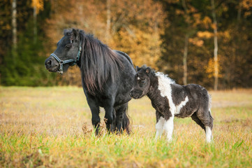 Shetland pony with a foal on the field in autumn