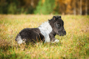 Little painted shetland pony foal sleeping on the field in autumn