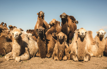 Camel Family - 121133576