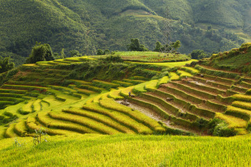 Rice terraces in Viet Nam