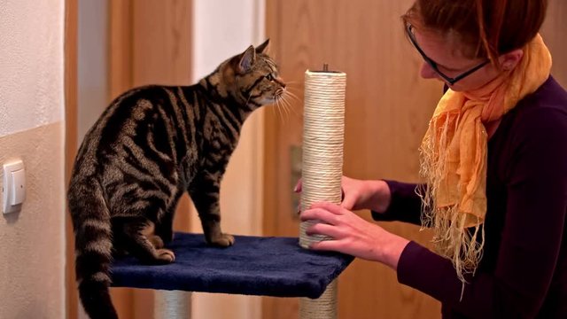 Cat test tall scratch post while woman screwing pillar