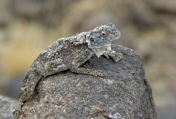 Southwest African Lizard