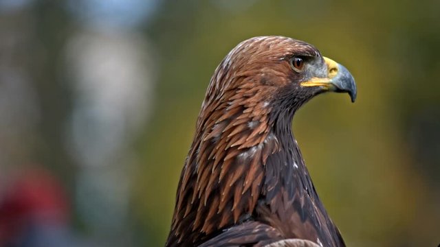 Golden eagle head look around closeup