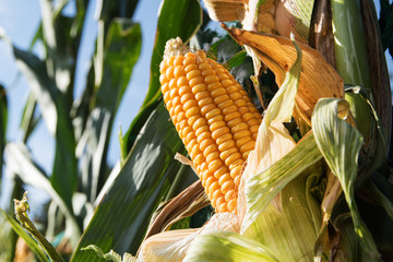 ripe corncob in the corn field on a sunny day against a blue sky