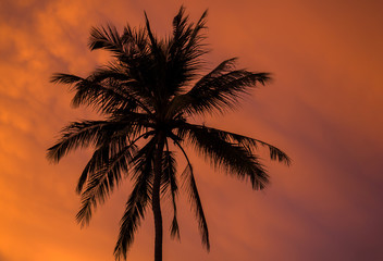 Fototapeta na wymiar Silhouette palm trees at sunset