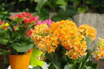 Kalanchoe (Saxifragales Crassulaceae Kalanchoe) flower in small buckets