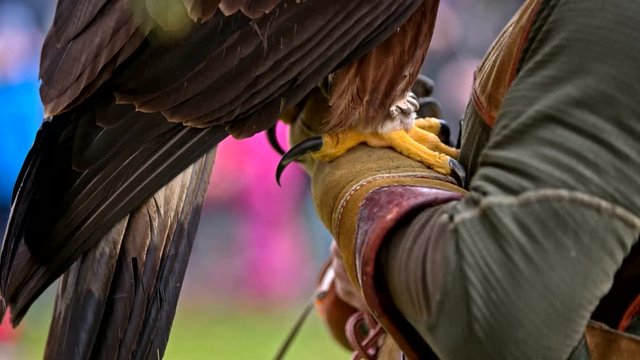 Huge claws of Golden eagle bird closeup