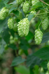Growing on a branch of hop cones