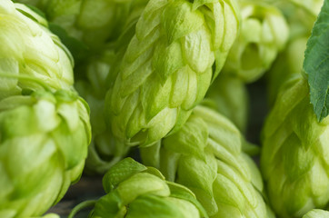Cones Green ripe hops, close, background