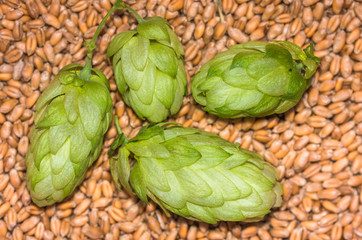 hop cones, grain barley, background