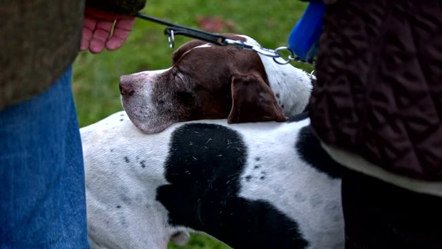 French pointing dog caressing with another dog