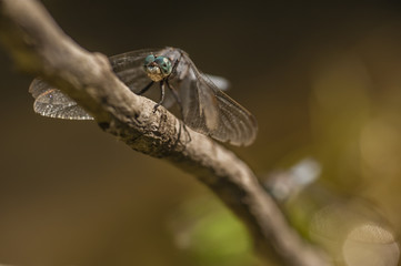 Blue dragonfly perched on twig