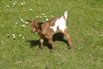 Foto op Plexiglas baby geit op het gras © Carmela