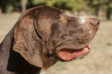 close up of brown head of dog
