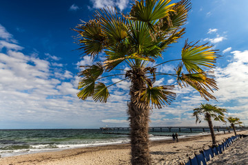 palmenstrand von heiligendamm