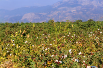 Ripe cotton field 3