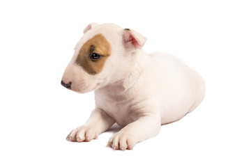 Bull Terrier puppy