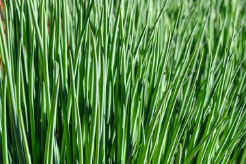 onion plant feathers vegetable