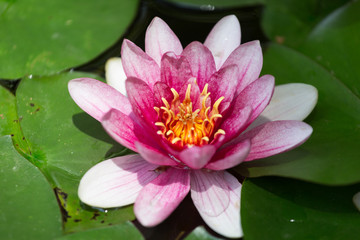 Pink water lily closeup