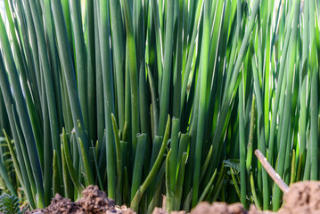 onion plant feathers vegetable