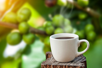 white cup of coffee or tea on wooden plate over blurred plantation of coffee tree with sun lighting.
