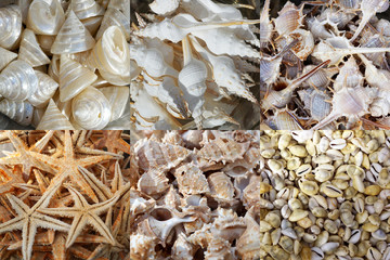 Seashells