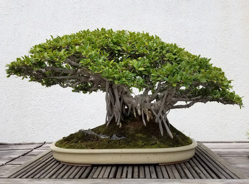 Detailed Bonsai and Penjing landscape with miniature banyan tree in a tray