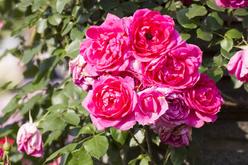 rose