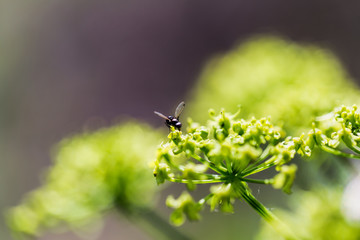 Fly on a decorative bow