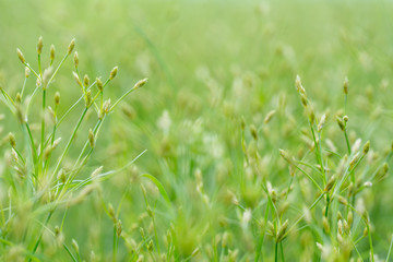 Background of water grass flower

