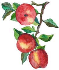 Red apples and leaves