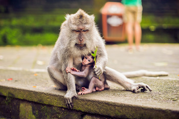 monkey macaque siting on the stone. Monkey temple in Bali