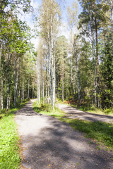 Fototapeta na wymiar Foot path in green summer forest