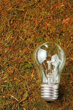 Concept ecology. Light bulb on orange natural moss with copy space