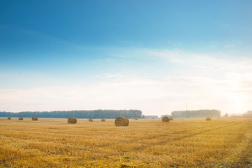 Fototapeta premium Round straw bales in russian fields