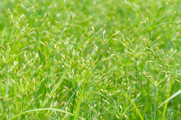 Macro of water grass flower
