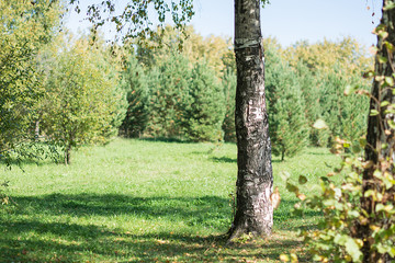spring birch with yellow green