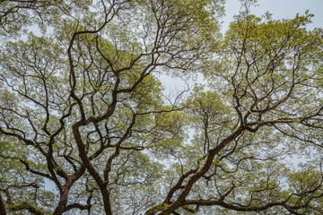 big tree branch