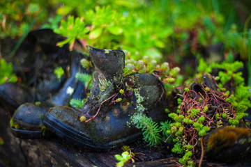 flowers in boots new zealand