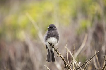 Black Phoebe (Sayornis nigricans) © fluffandshutter
