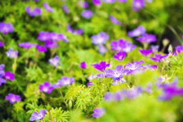 Obraz premium Flower background