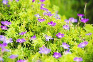 Obraz premium Flower background