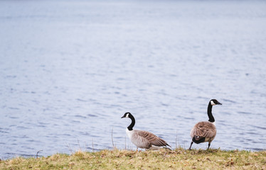 Ducks