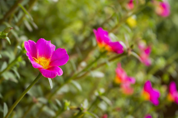 Obraz na płótnie Canvas pink rosemoss or Portulace grandiflora soft focused