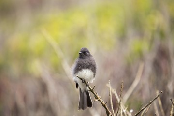 Black Phoebe (Sayornis nigricans)